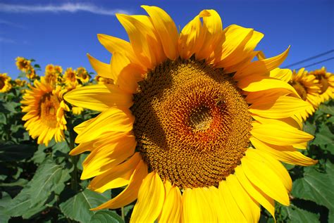 Sunflower .